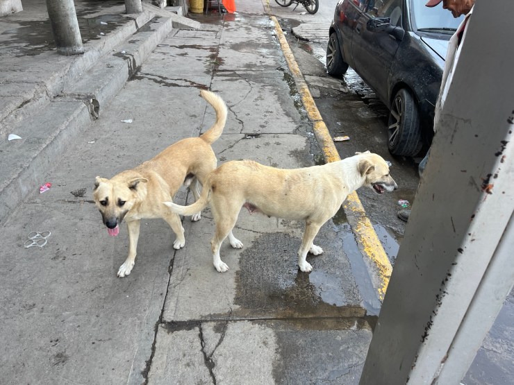 A Special Message To Calm Your Anxieties from the Paso de Cortez