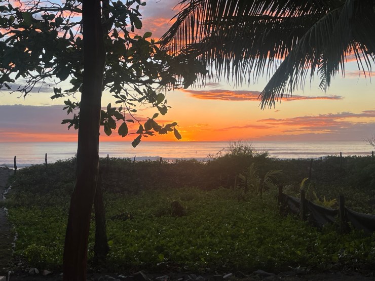 Green Eggs & Mosquitoes