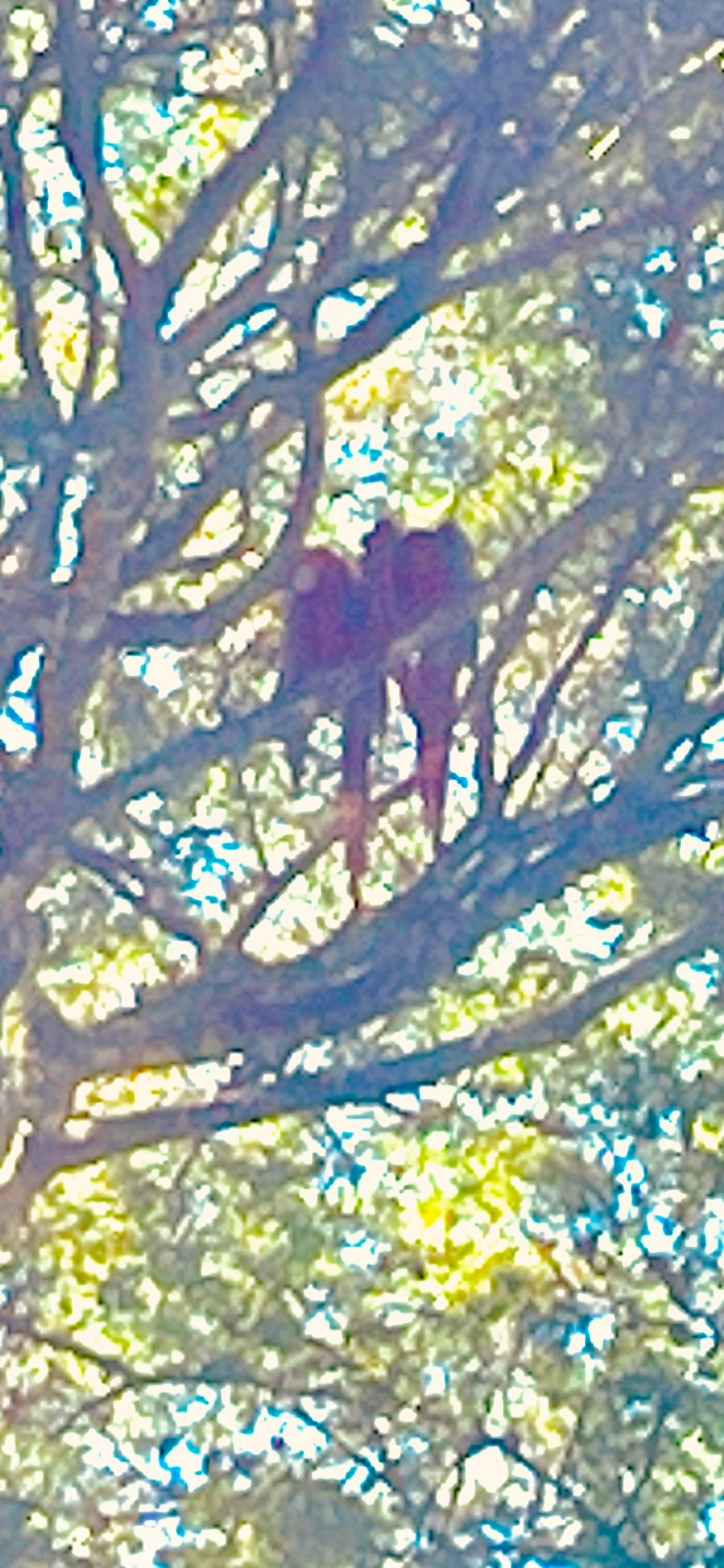 The 12 Days of Christmas – Central American Style