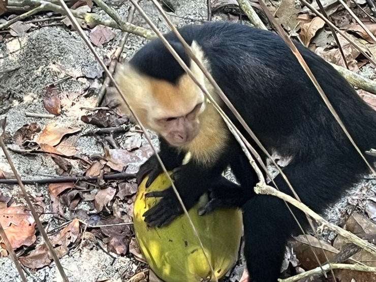 A Slothful Day: Just Monkeying Around