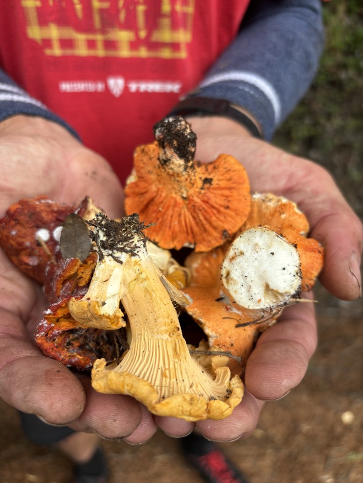 Frosty and Friends, Mushroom Stumps & Laundry